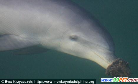 首次发现海豚会形成小团体