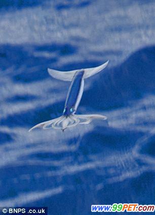 日本奇特“飞行乌贼”借助喷气可跃出海面飞行约20米