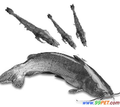 美国鮰鱼成了对虾大夫 浙江象山混养两种水产效益提高