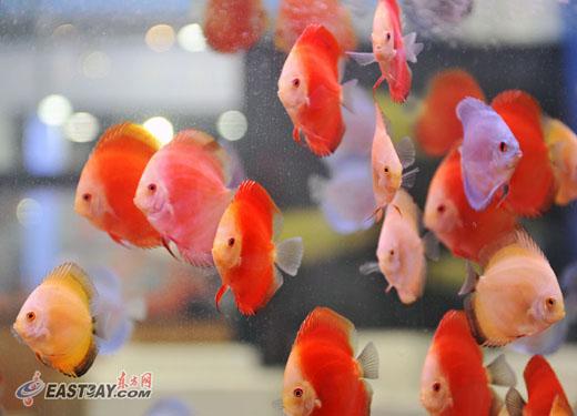 上海国际休闲水族展展出2000种各类观赏鱼