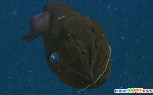 揭秘吸血鬼鱿鱼：只以海洋生物腐尸为食