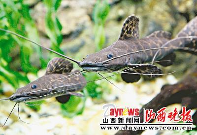 上海水族馆“新居民”与游客见面