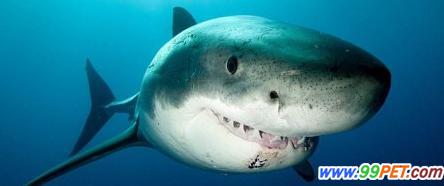 大白鲨的微笑