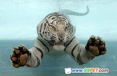 美6岁老虎会游泳 能潜水抓鱼