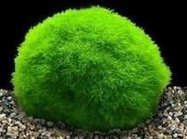如何栽培日本球藻