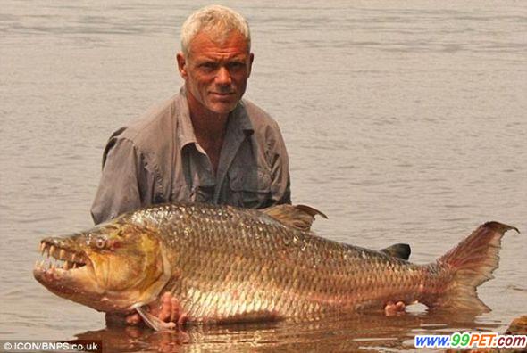 英男子在非洲历时八日捉到重达百磅“巨型水虎鱼”