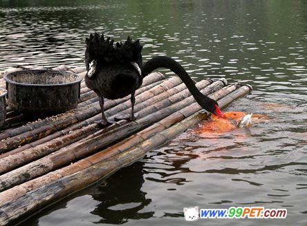 杭州黑天鹅吃稻谷时会喂鱼
