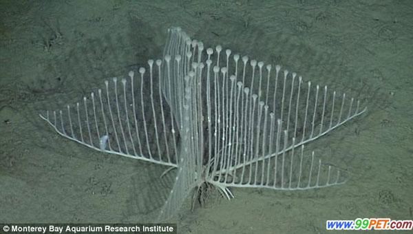 太平洋深海发现罕见竖琴状肉食海绵新物种