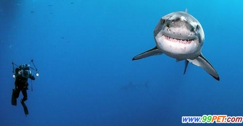 摄影师亲密接触大白鲨累计24小时 未被咬伤
