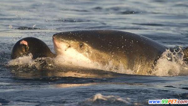 大白鲨猎杀海豹瞬间