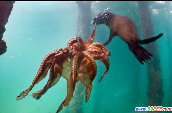 海豹与章鱼殊死搏斗