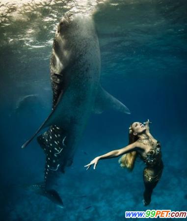 美女模特与鲸鲨共舞