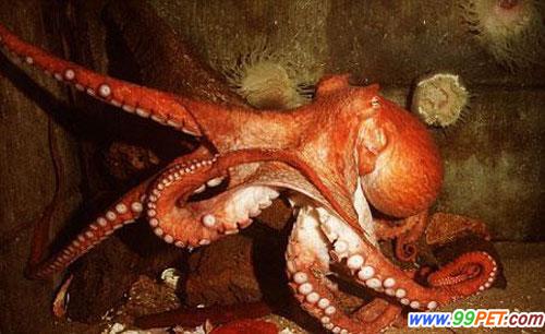 上海海洋水族馆又添新鱼种 灵巧章鱼开瓶取食