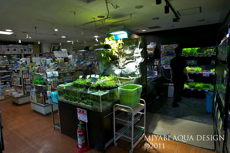 日本水族店：AQUA FOREST