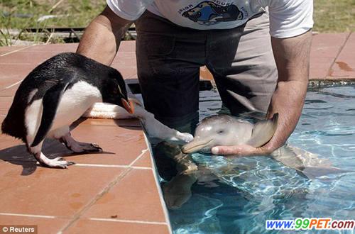 受伤海豚不孤单 好朋友小企鹅陪伴共晒日光浴