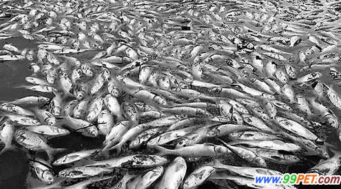 漾濞出现大量死鱼 据统计近百余吨