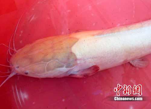 湖南发现罕见半米长黄色塘鲺鱼