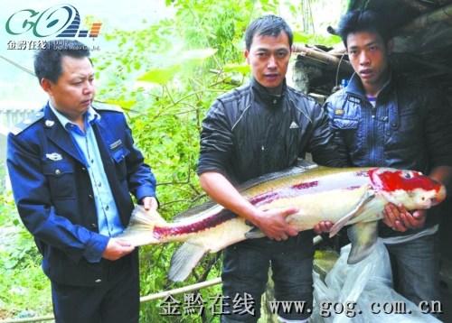 乌江捕获亚洲美人鱼 重达16.5公斤的胭脂鱼