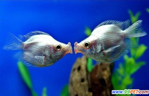 如何鉴别接吻鱼的雌雄