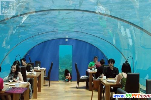 鲨鱼过头顶成群珊瑚鱼游过 亲临感受水下餐厅魅力
