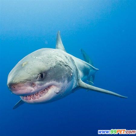 摄影师与大白鲨惊险共舞 拍下大白鲨咧嘴微笑瞬间