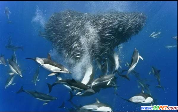马鲛鱼抵抗海豚鲨鱼攻击