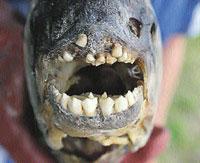 长着类似人类牙齿的鱼