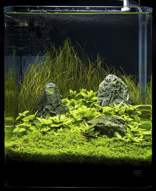 Planted Aquarium, Hannover 2011