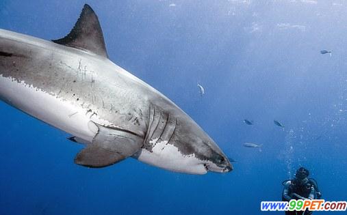 摄影师亲密接触大白鲨累计24小时 未被咬伤