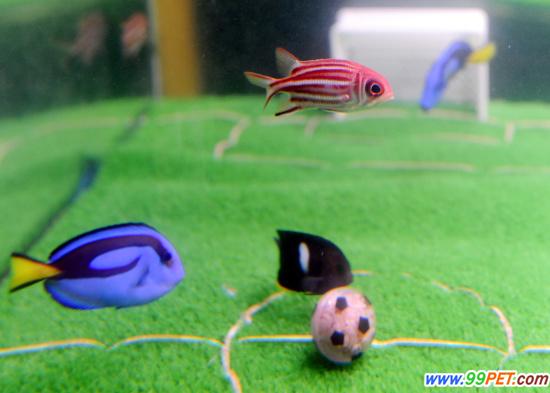 日本举行“刺尾鱼”足球赛 鱼缸中的绿茵场
