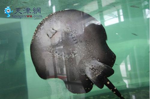 中国首届世界水族宠物及用品博览会即将开幕