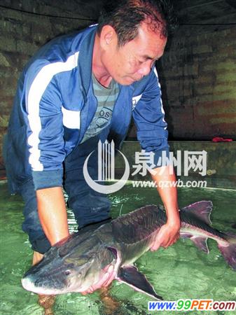 渔民捕到条“怪鱼” 5岁中华鲟背上蓝标签成“免死金牌”