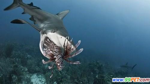 洪都拉斯狮子鱼泛滥 渔民训鲨鱼将其捕食