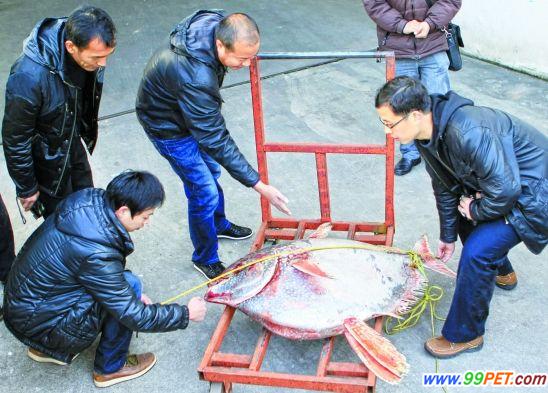 浙江台州发现罕见月鱼 出现原因至今是个谜