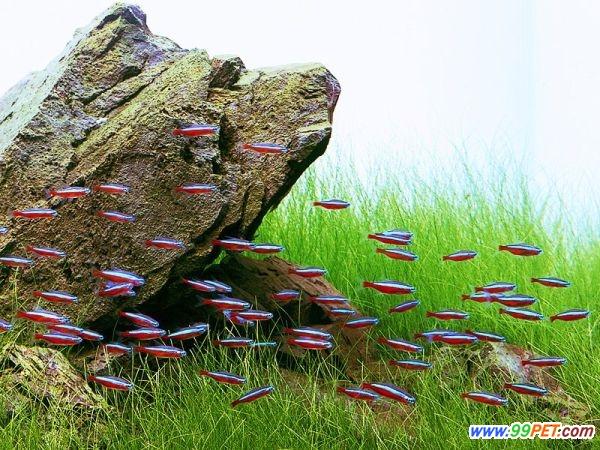 如何和谐鱼与水草的结合