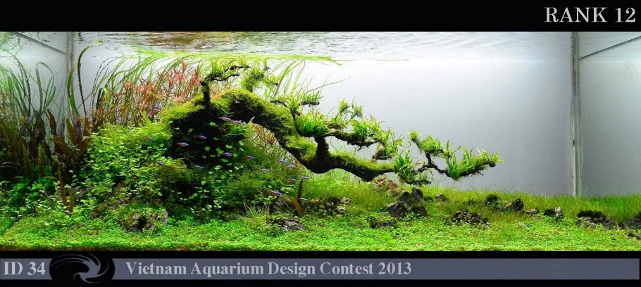 Vietnam Aquarium Design Contest 2013
