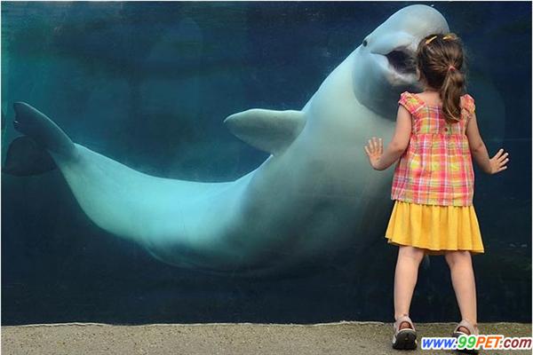 美国小女孩水族馆获白鲸亲吻