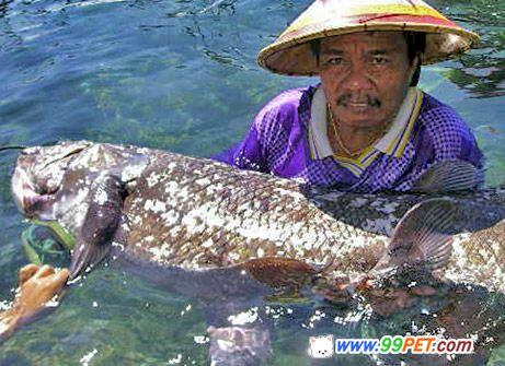 印尼渔民无意钓上石腔棘远古鱼