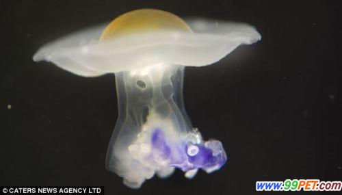 瑞士动物园繁育出特殊水母 酷似美味荷包蛋