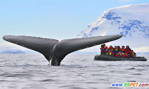 南极游客近距离观赏座头鲸 巨型鲸尾令人震撼