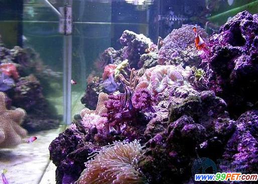 岩礁生态缸设置的必备条件