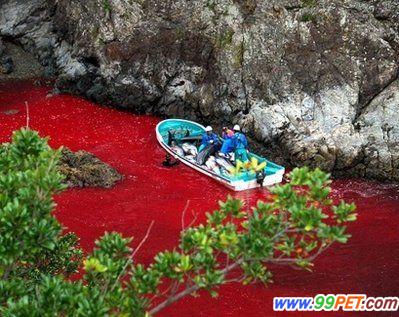 残暴！日本大肆屠杀海豚 鲜血染红海豚湾