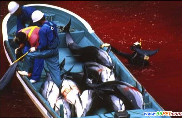 日本残忍猎杀海豚