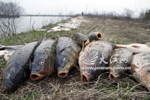 江西大量鱼集体死亡 警方介入调查