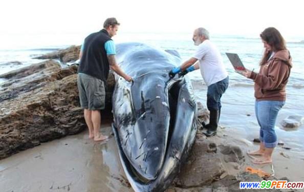 海滩惊现巨鲸腐尸