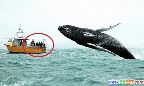 巨鲸跃出水面