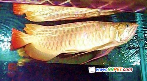 亚洲龙鱼的分类及品种介绍