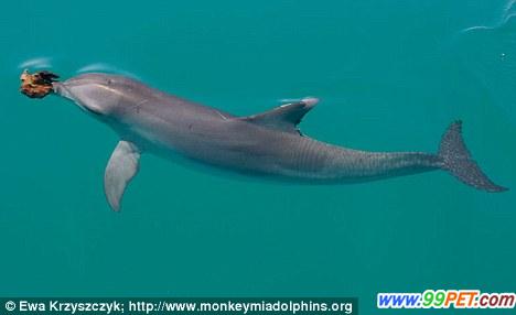 首次发现海豚会形成小团体