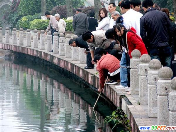 海口东湖公园现不文明现象 有人光天化日公然捞观赏鱼