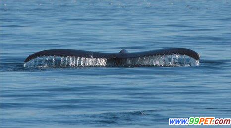 雌性驼背鲸为寻爱侣穿越十分之一的地球并打破记录